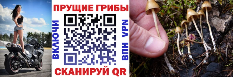 Псилоцибиновые грибы GOLDEN TEACHER Купить где Барабинск
